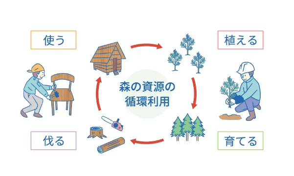 植える→育てる→伐る→使う 森の資源の循環利用