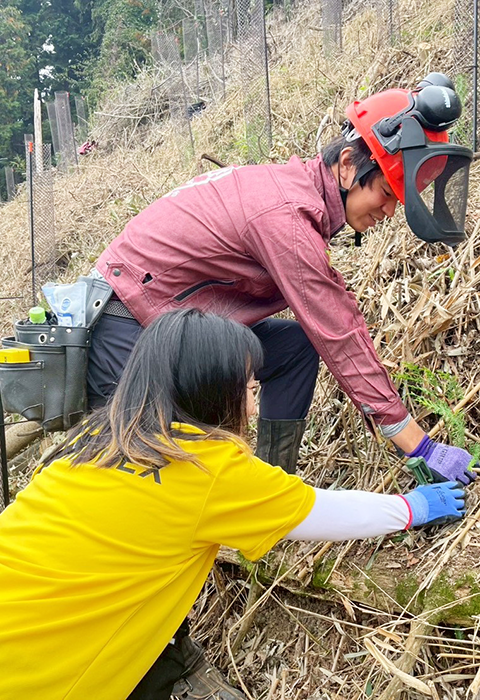 実際の植林作業