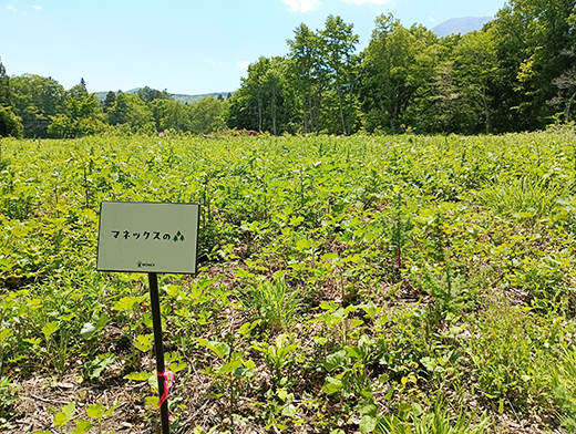 2025年6月時点での様子